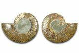 Cut & Polished Ammonite Fossil - Madagascar #377528-1